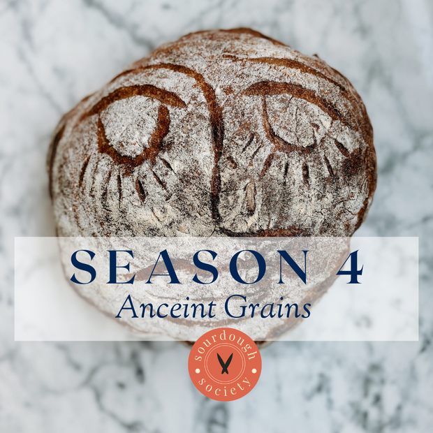 [In-Session] Season 4 • The Sourdough Society